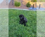 Small Photo #6 Labrador Retriever Puppy For Sale in APPLE VALLEY, CA, USA