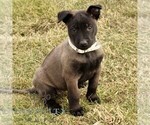 Small #1 Belgian Malinois