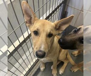 Rhodesian Ridgeback-Unknown Mix Dogs for adoption in San Antonio, TX, USA