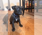 Puppy Blue Pup American Bandogge mastiff