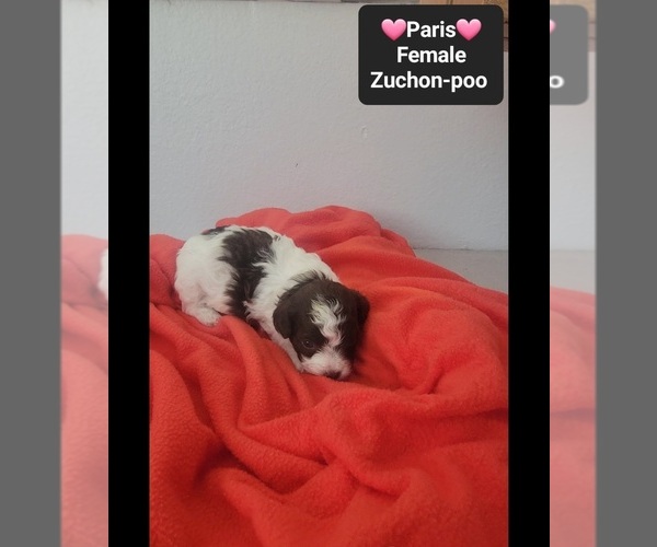 Medium Photo #3 Poodle (Toy)-Zuchon Mix Puppy For Sale in TUCSON, AZ, USA