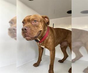 American Bull Dogue De Bordeaux Dogs for adoption in Houston, TX, USA