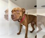 Small American Bull Dogue De Bordeaux