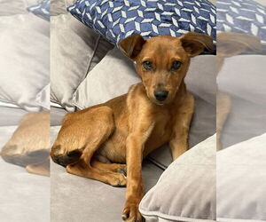 Labrador Retriever-Unknown Mix Dogs for adoption in San Diego, CA, USA