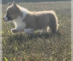 Small Photo #3 Welsh Cardigan Corgi Puppy For Sale in CLARION, IA, USA