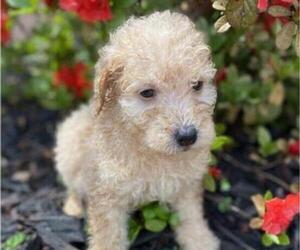 Goldendoodle (Miniature) Puppy for sale in HICKORY, NC, USA