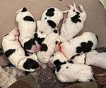Image preview for Ad Listing. Nickname: Litter of 4