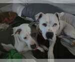 Small #6 American Staffordshire Terrier Mix
