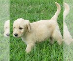 Small Photo #3 Goldendoodle Puppy For Sale in WAYNESVILLE, MO, USA
