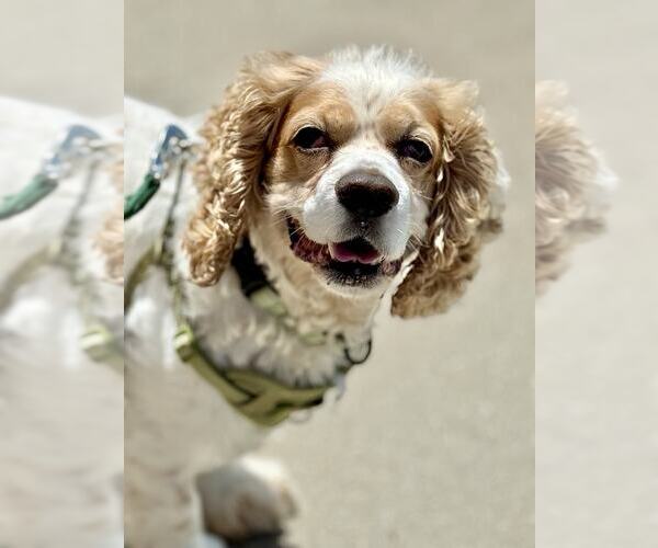 Medium Photo #6 Cocker Spaniel Puppy For Sale in Lee's Summit, MO, USA