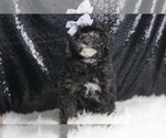 Puppy Dollie AKC Poodle (Toy)