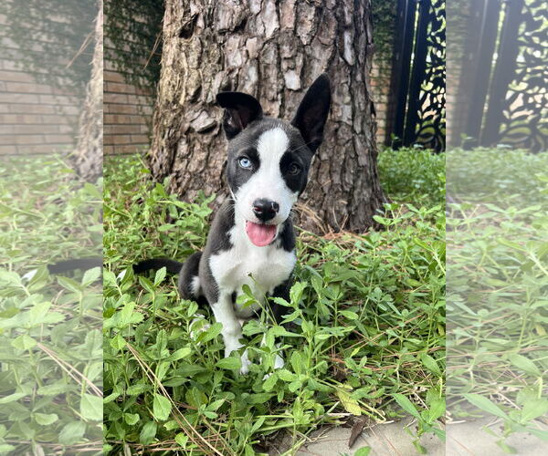 Medium Photo #2 American Pit Bull Terrier-Huskies  Mix Puppy For Sale in The Woodlands, TX, USA