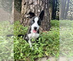 Small #1 American Pit Bull Terrier-Huskies  Mix