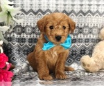 Small Photo #4 Labradoodle Puppy For Sale in CLAY, PA, USA
