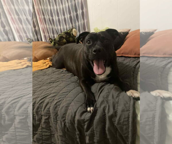 Medium Photo #1 American Staffordshire Terrier-Unknown Mix Puppy For Sale in NEWPORT NH, NH, USA