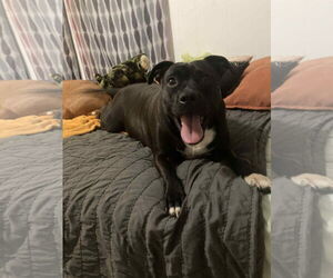 American Staffordshire Terrier-Unknown Mix Dogs for adoption in NEWPORT NH, NH, USA