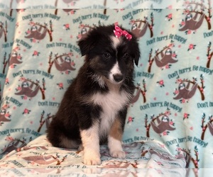 Australian Shepherd Puppy for sale in LAKELAND, FL, USA
