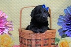 Small Photo #1 Golden Labrador Puppy For Sale in FREDERICKSBG, OH, USA