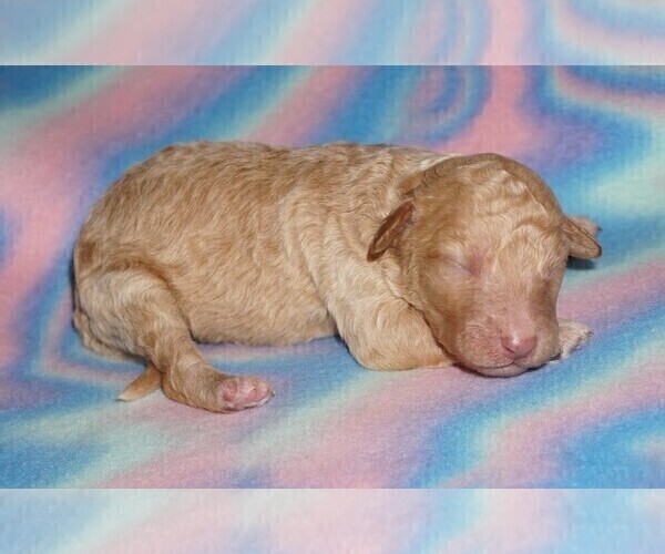 Medium Photo #4 Labradoodle Puppy For Sale in LA HABRA, CA, USA