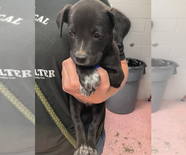Medium Photo #3 American Staffordshire Terrier-Unknown Mix Puppy For Sale in Pierceton , IN, USA