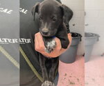 Small #2 American Staffordshire Terrier Mix