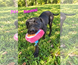Naomi - Female American Staffordshire Terrier-Boxer Mix Dog for Adoption - Photo #4