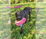Small Photo #4 American Staffordshire Terrier-Boxer Mix Puppy For Sale in Southbury, CT, USA