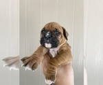 Small Photo #35 Boxer Puppy For Sale in LUCERNE VALLEY, CA, USA
