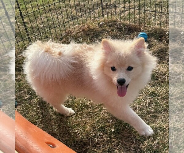 Medium Photo #3 Pomeranian Puppy For Sale in ROCK VALLEY, IA, USA