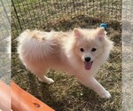 Small #2 Pomeranian