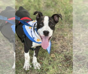 Border Collie-Unknown Mix Dogs for adoption in Euless, TX, USA