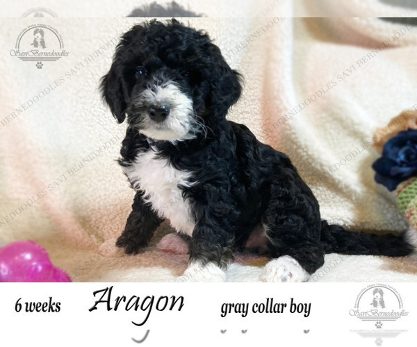 Medium Photo #2 Bernedoodle Puppy For Sale in YUKON, OK, USA