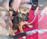 Small #8 German Shepherd Dog Mix