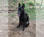 Small #2 Mutt