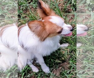 Papillon Puppy for sale in FULTON, MO, USA