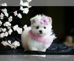 Small Photo #1 Morkie Puppy For Sale in PEMBROKE PINES, FL, USA