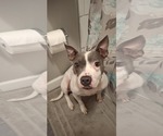 Small #3 Mutt