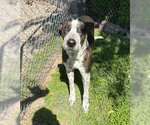 Small #4 Catahoula Leopard Dog-Great Dane Mix