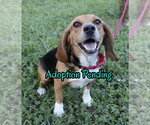Small Photo #12 Beagle Puppy For Sale in Dunnellon, FL, USA