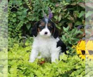 Bernese Mountain Dog-Cavalier King Charles Spaniel Mix Puppy for sale in LITITZ, PA, USA