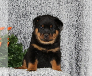 Rottweiler Puppy for sale in COCHRANVILLE, PA, USA