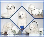 Small #3 English Cream Golden Retriever-Labrador Retriever Mix