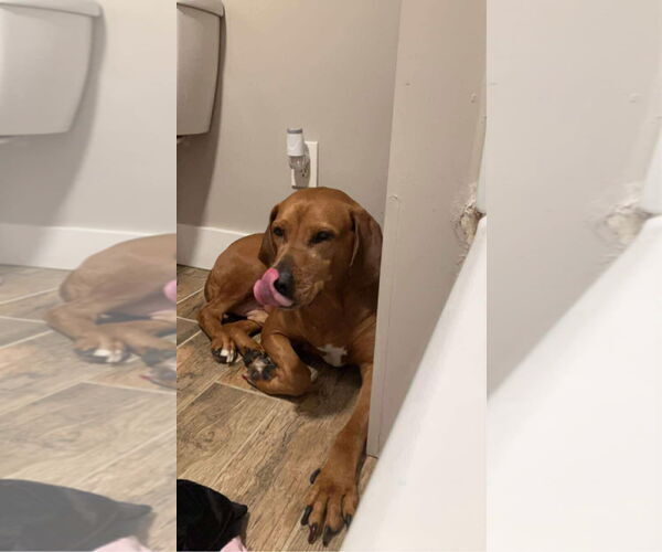 Medium Photo #2 Labrador Retriever-Unknown Mix Puppy For Sale in Rustburg, VA, USA