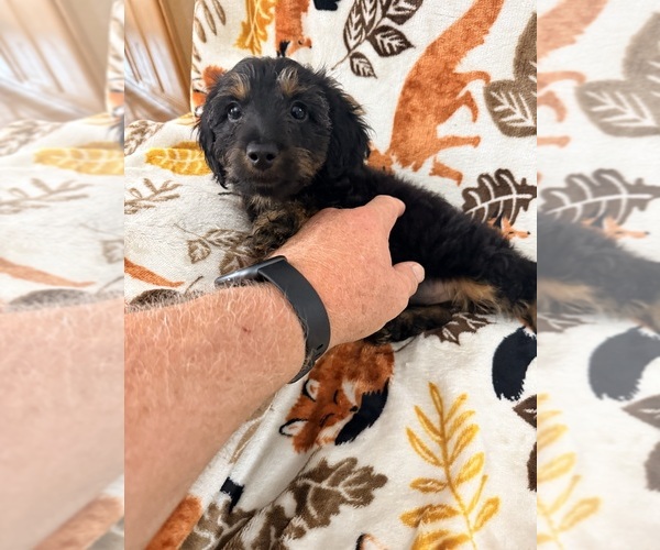 Medium Photo #2 Dorkie Puppy For Sale in NEGLEY, OH, USA