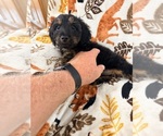 Small #1 Dorkie