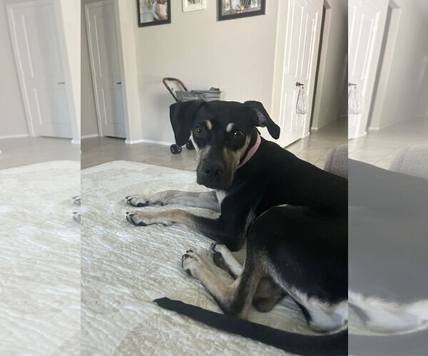 Medium Photo #7 Catahoula Leopard Dog-Greyhound Mix Puppy For Sale in Chandler, AZ, USA
