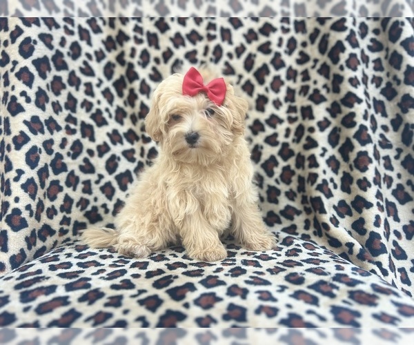 Medium Photo #6 Maltipoo Puppy For Sale in LAKELAND, FL, USA