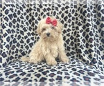 Small #5 Maltipoo