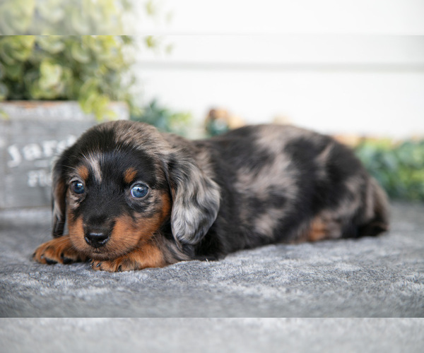 Medium Photo #6 Dachshund Puppy For Sale in BREMEN, IN, USA