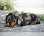 Small Photo #6 Dachshund Puppy For Sale in BREMEN, IN, USA